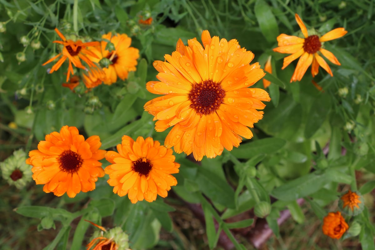 Ringelblume (Calendula officinalis)