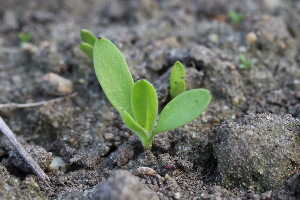 Calendula officinalis