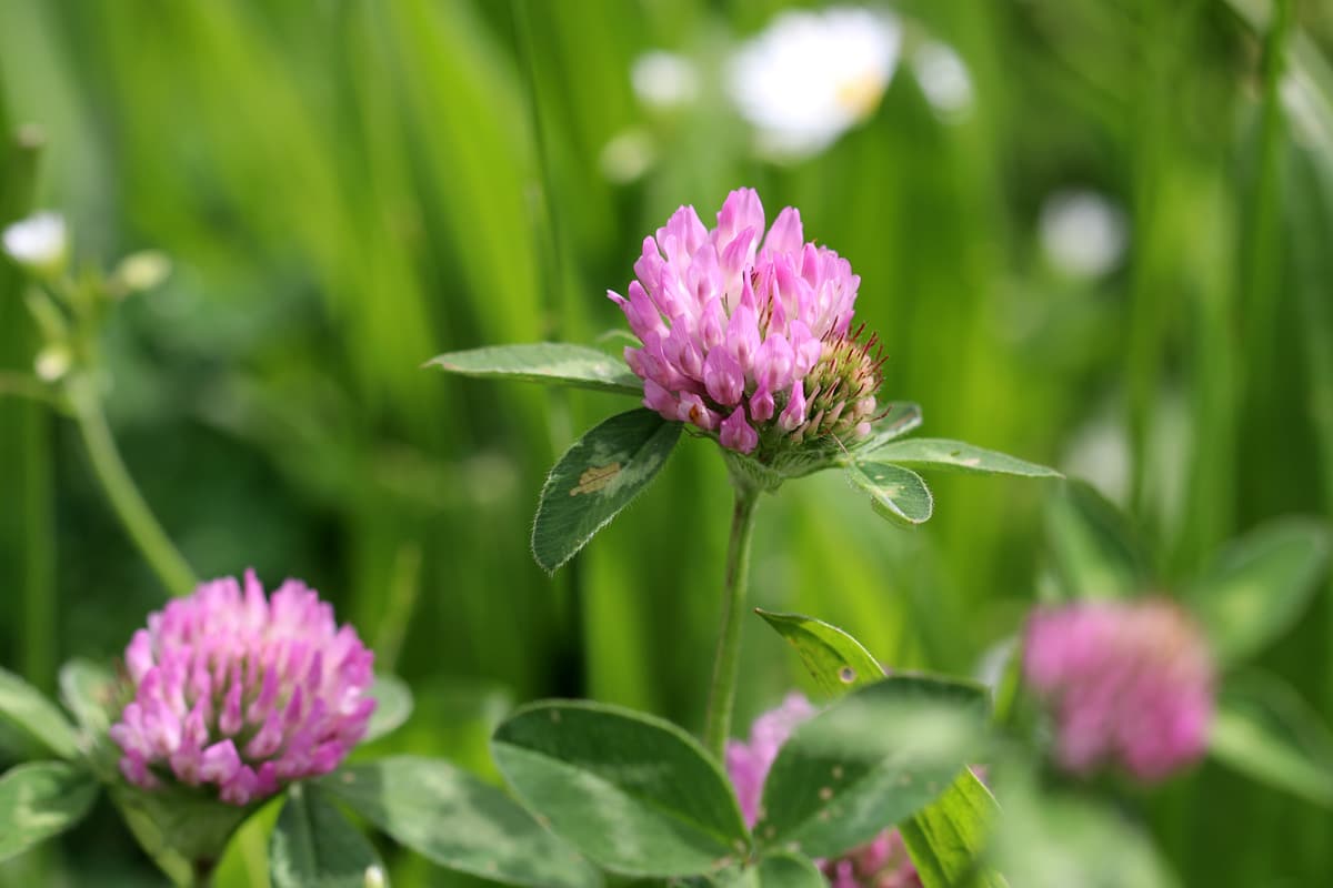 Rot-Klee, Trifolium pratense, Weinreben Nachbarn