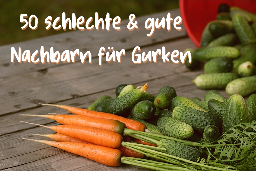 Gurken-Mischkultur Nachbarn