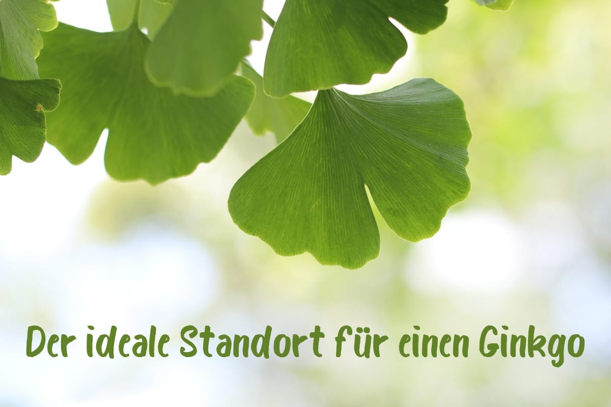 Ginkgo Standort