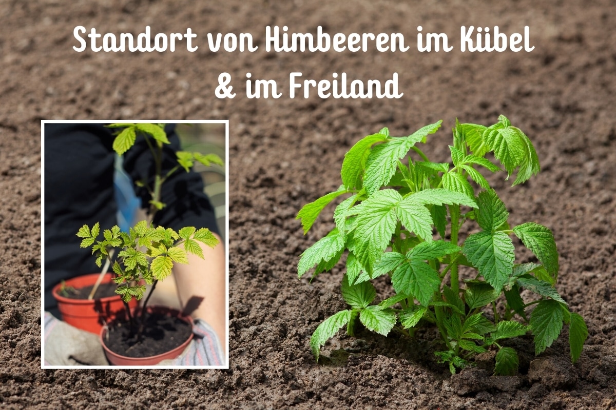 Standort Himbeeren