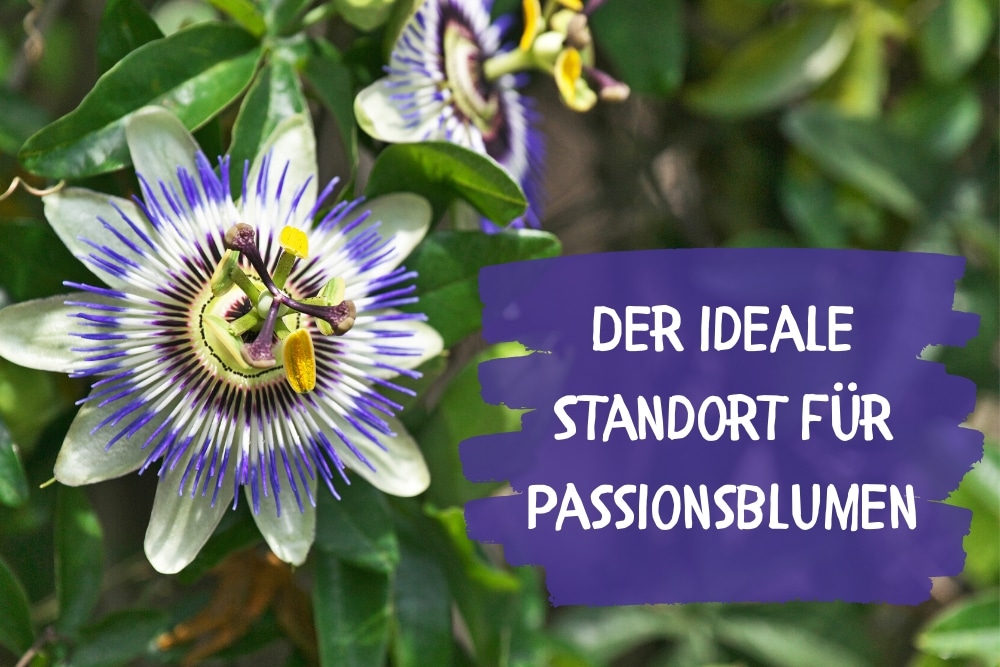 Standort Passionsblume