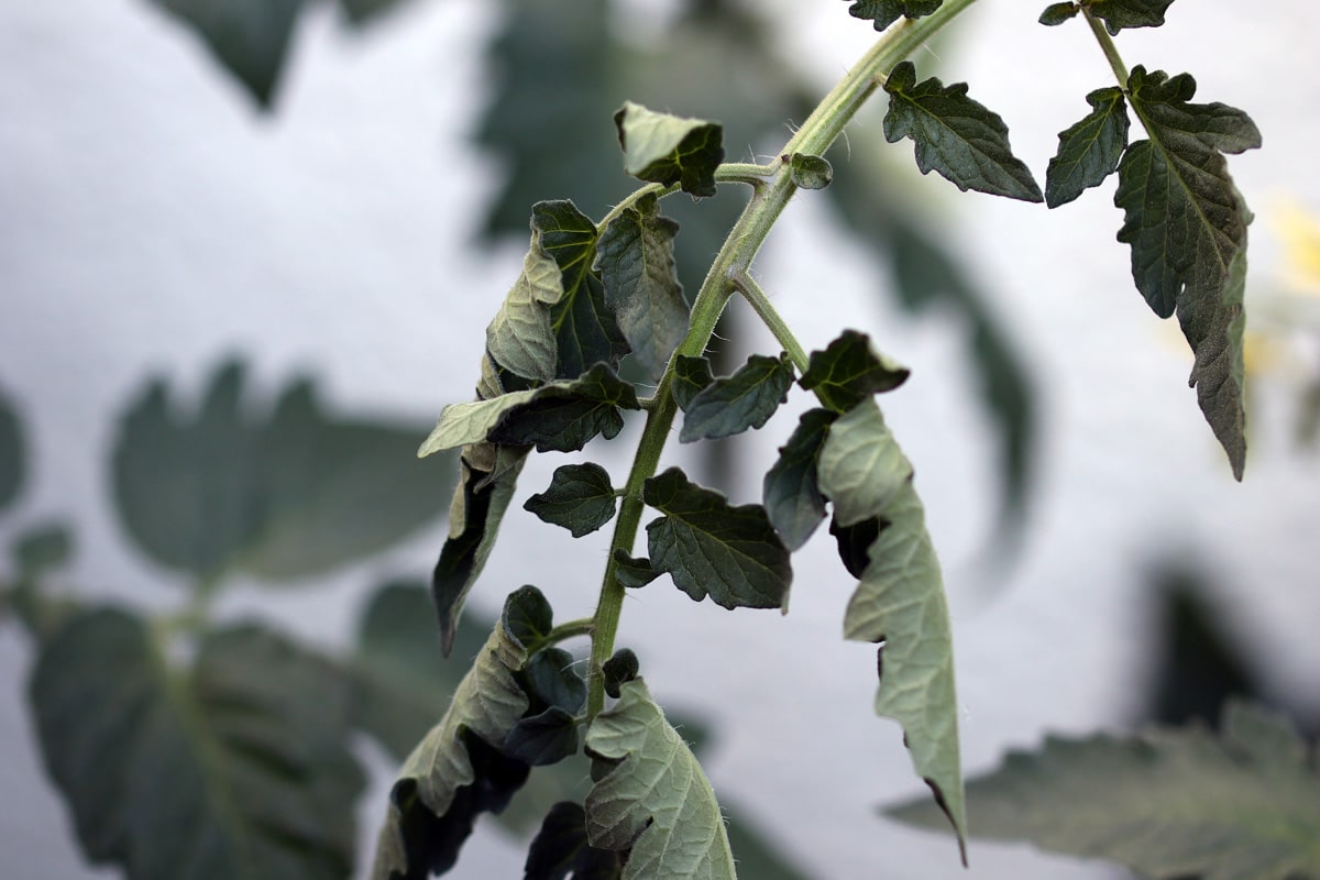 Tomatenblätter rollen sich