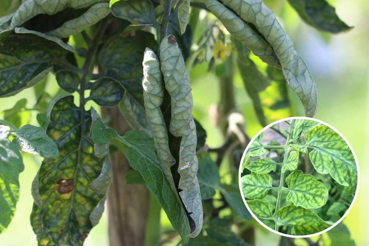 Tomatenblätter rollen sich