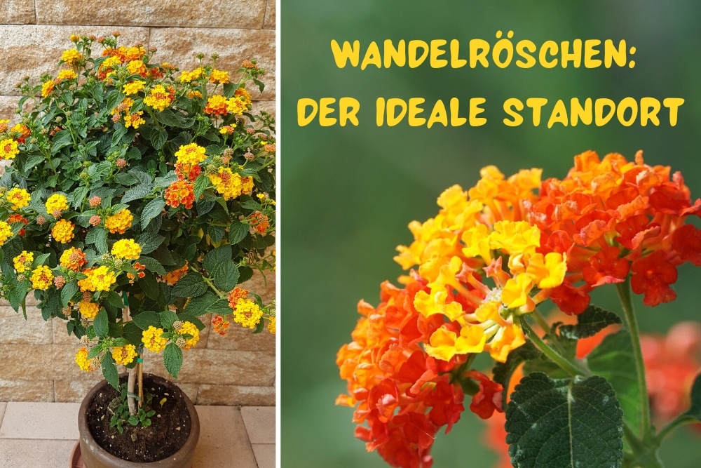 Wandelröschen Standort