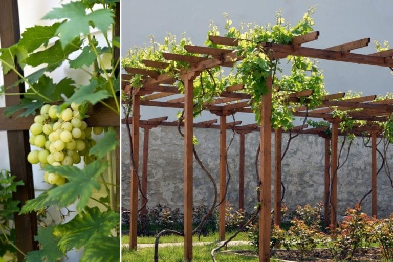 Spannende Rankhilfe Fr Wein Bilder