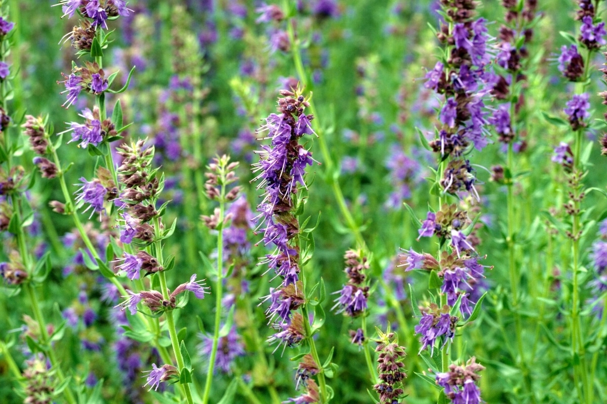 Ysop (Hyssopus officinalis), Nachbarn Weinreben  