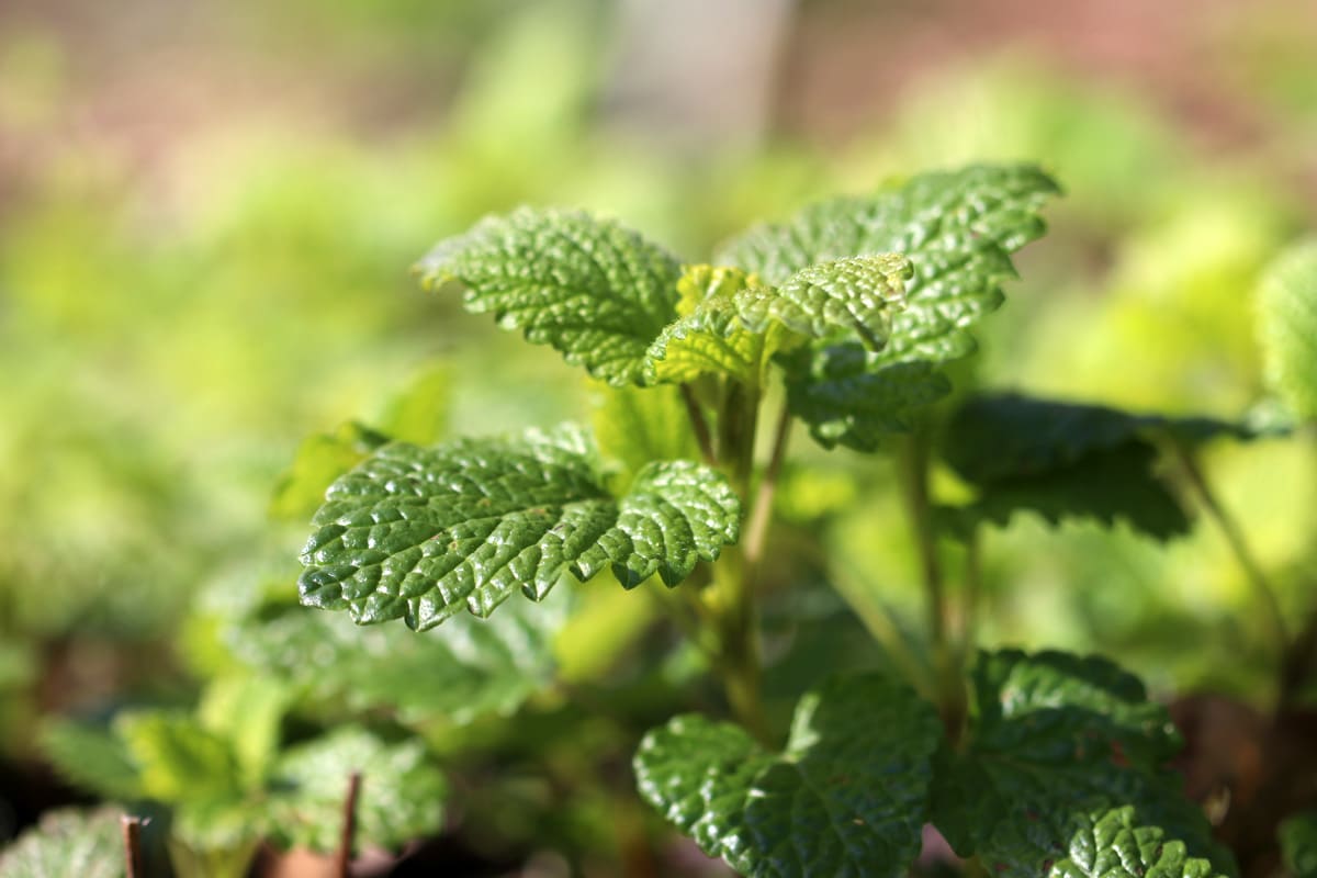 Zitronenmelisse, Melissa officinalis