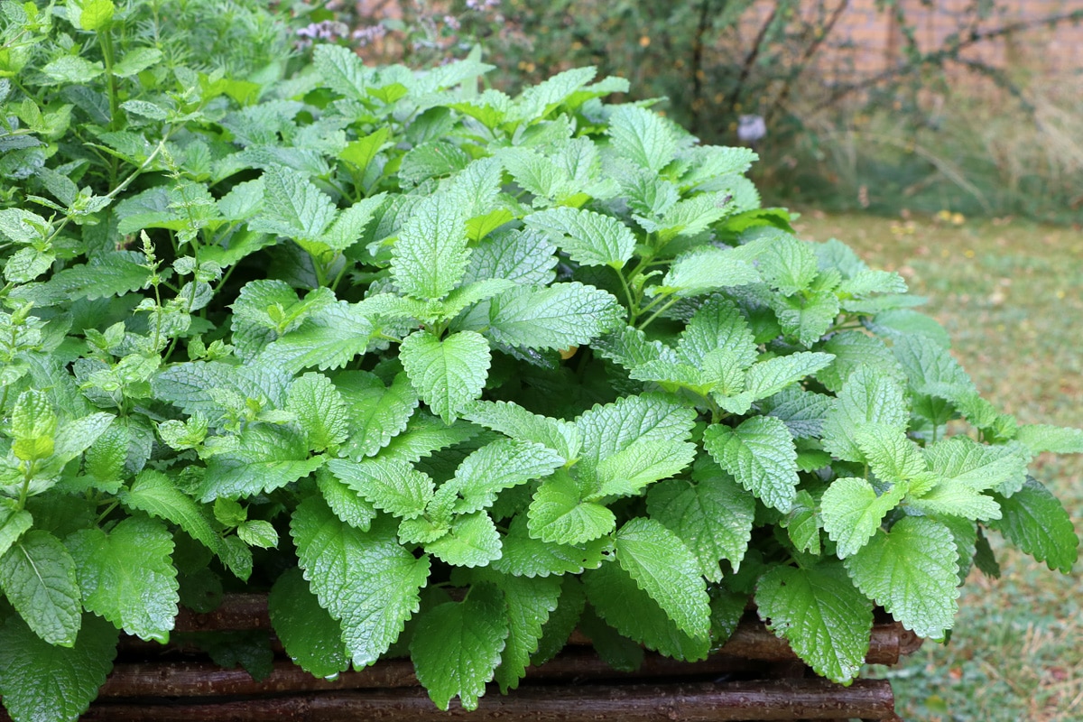 Melissa officinalis überwintern im Beet