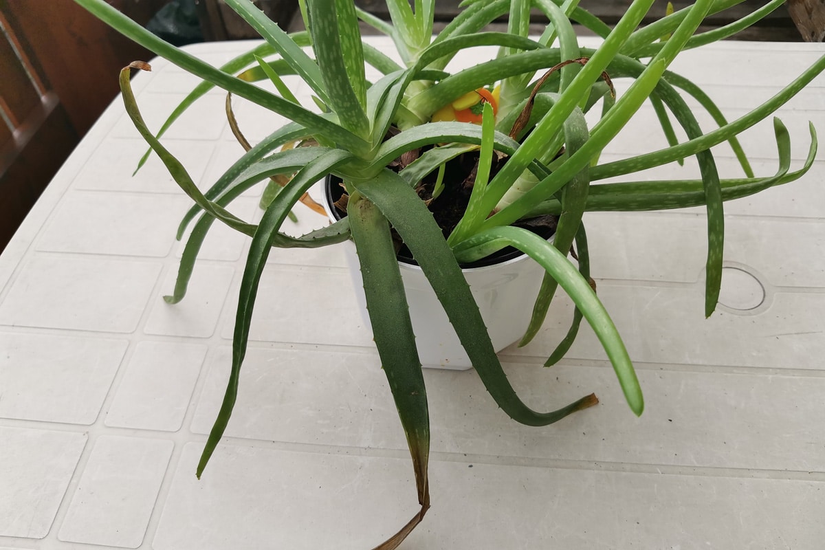 Aloe vera