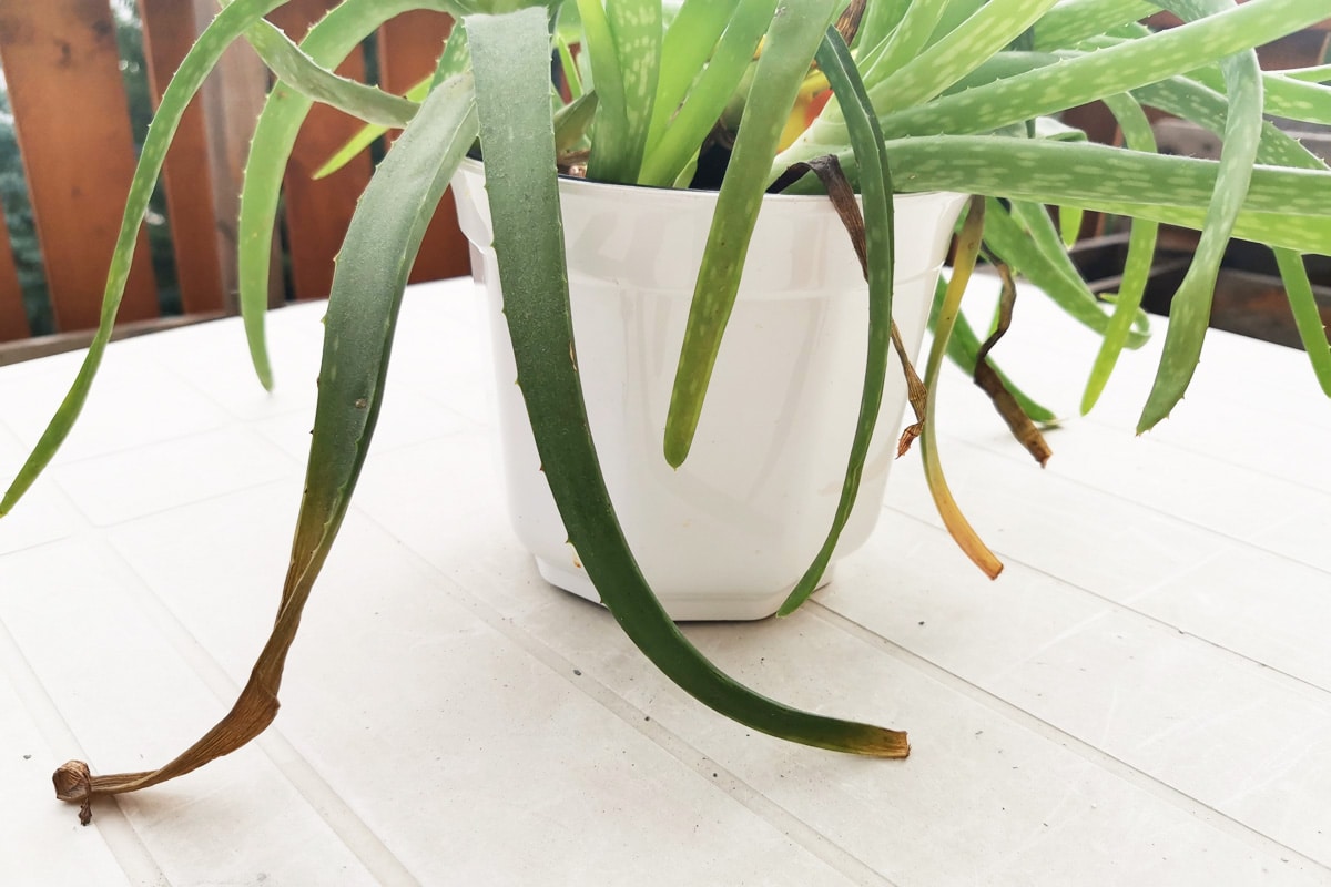 Aloe Vera gelbe Blattspitzen