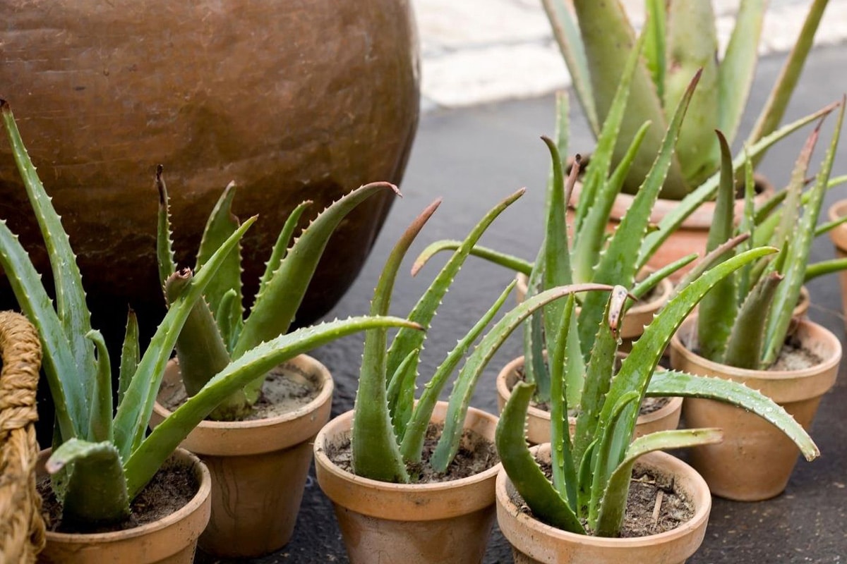 Aloe vera 