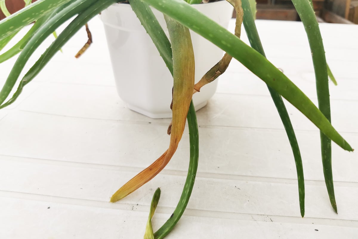 Aloe Vera verfärbte Blattspitzen