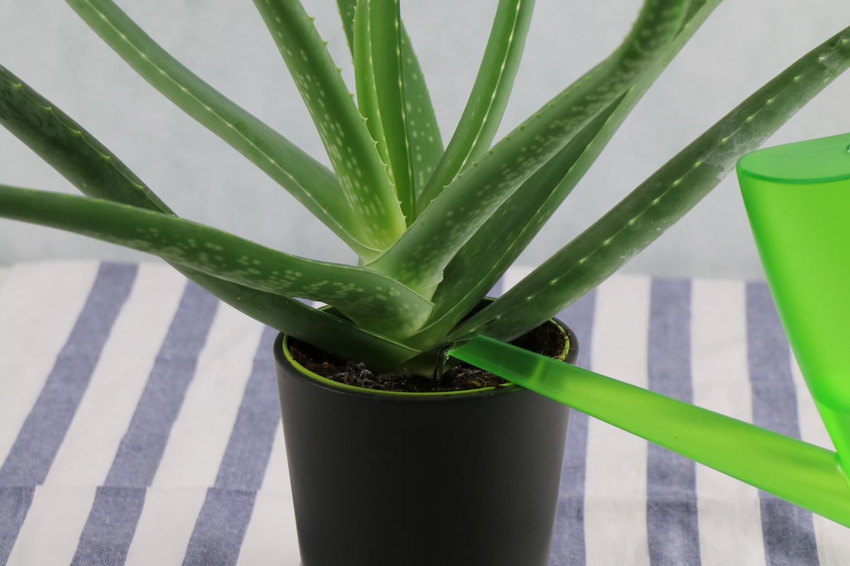 Aloe Vera gießen