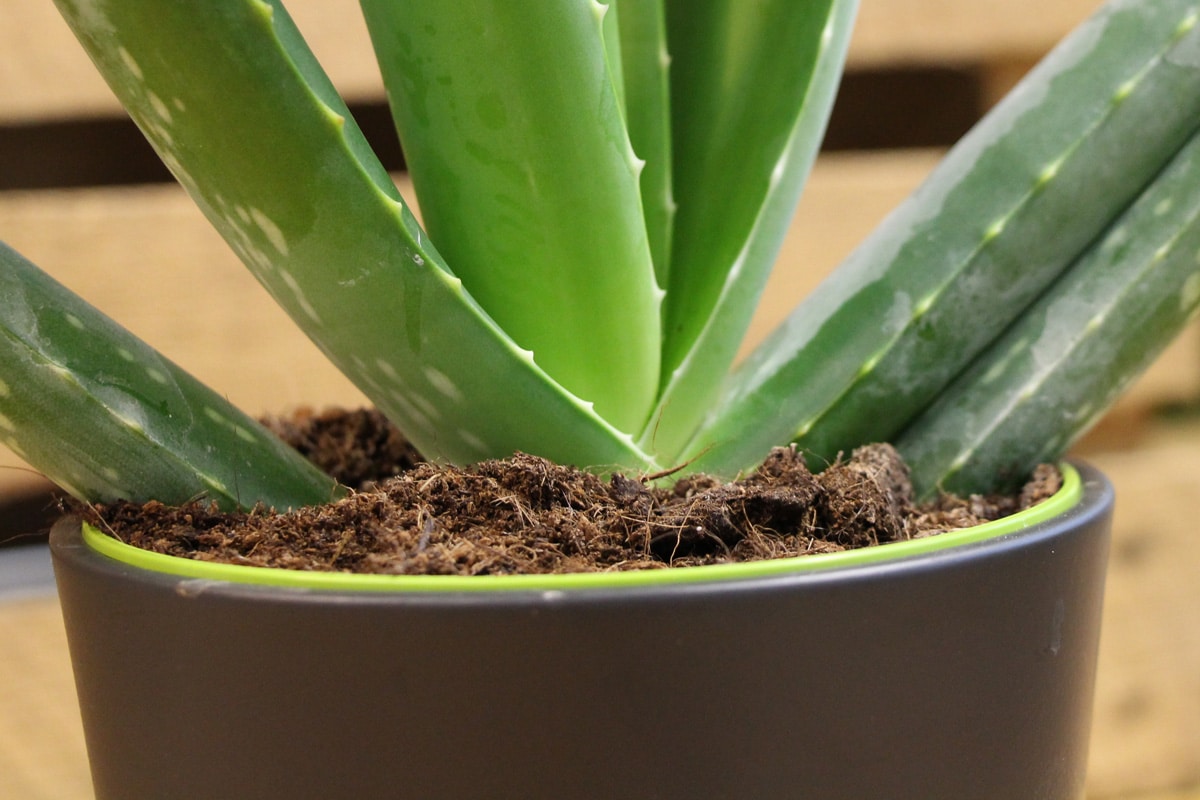 Aloe Vera Substrat