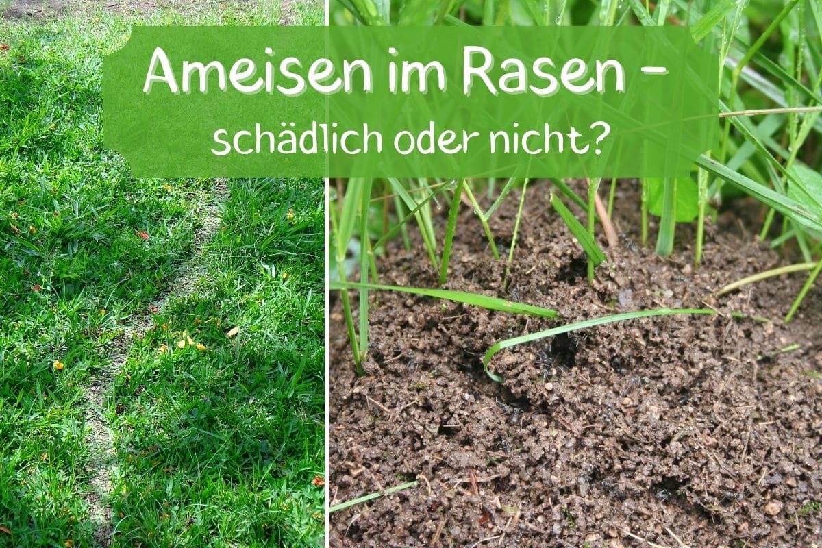 Ameisen im Rasen