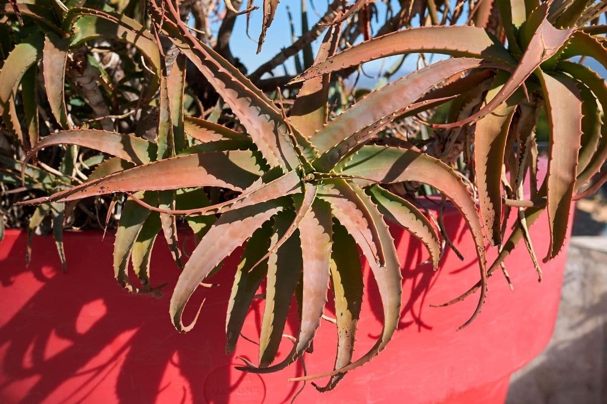 Aloe arborescens