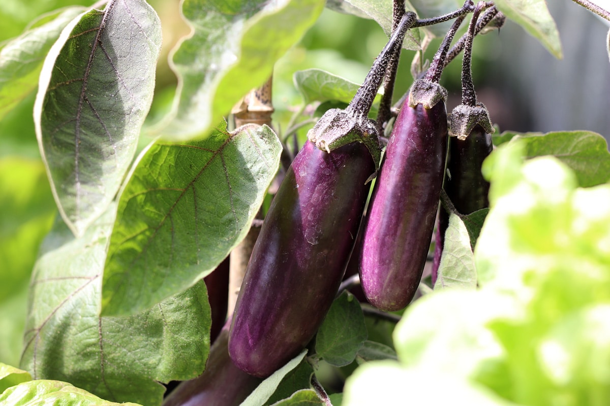 Aubergine