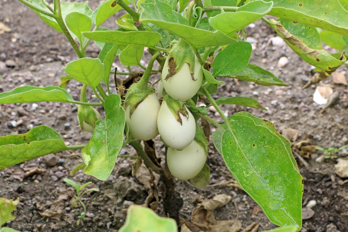 Solanum melongena