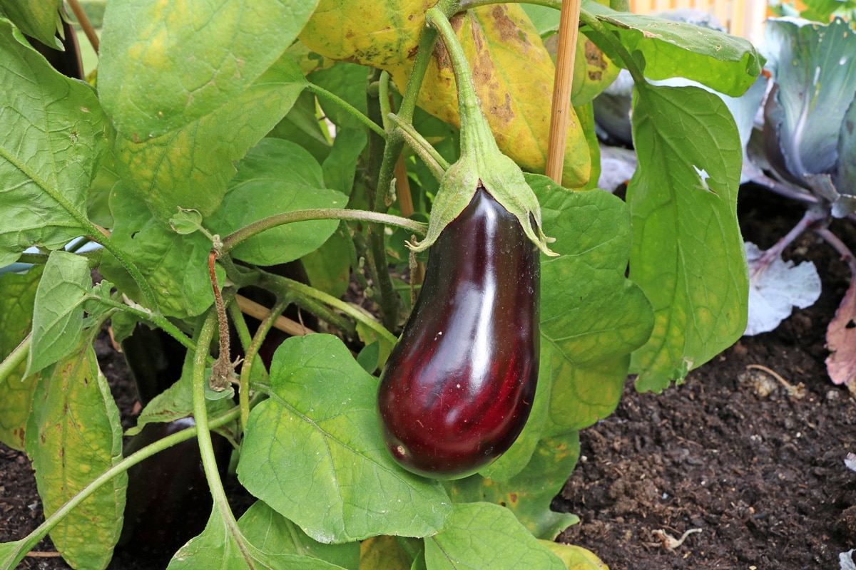 Aubergine