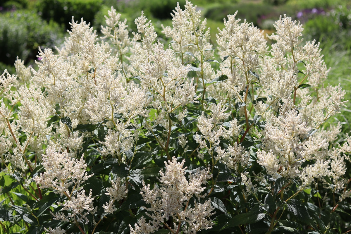 Aconogonon speciosum, Bergknöterich