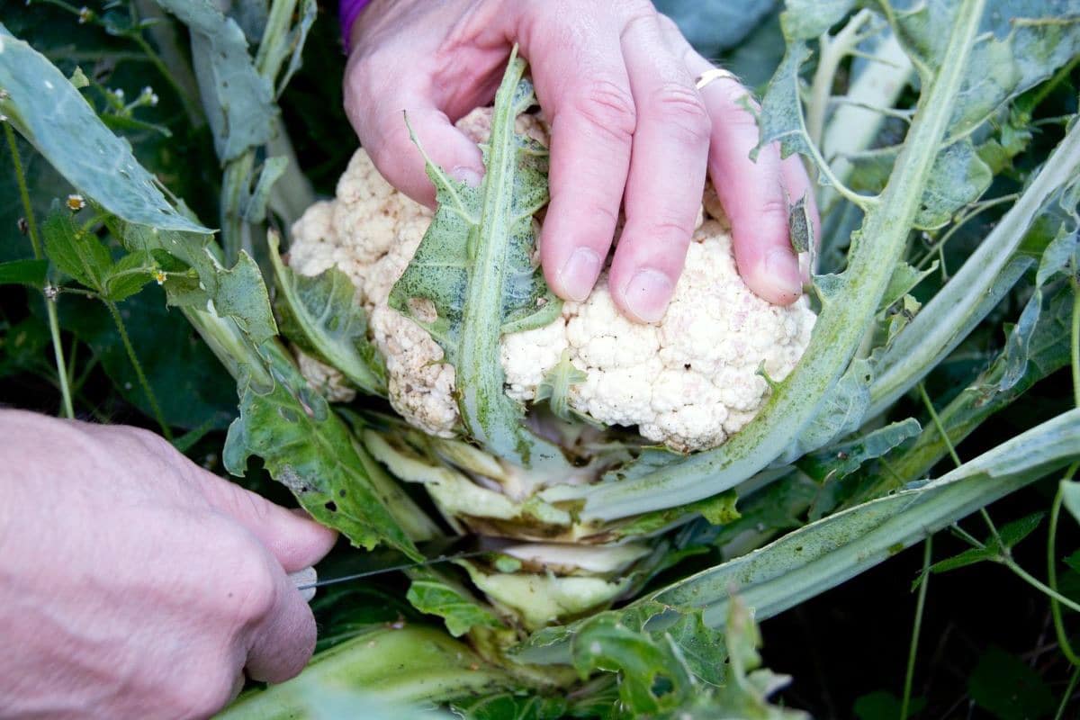 Blumenkohl ernten