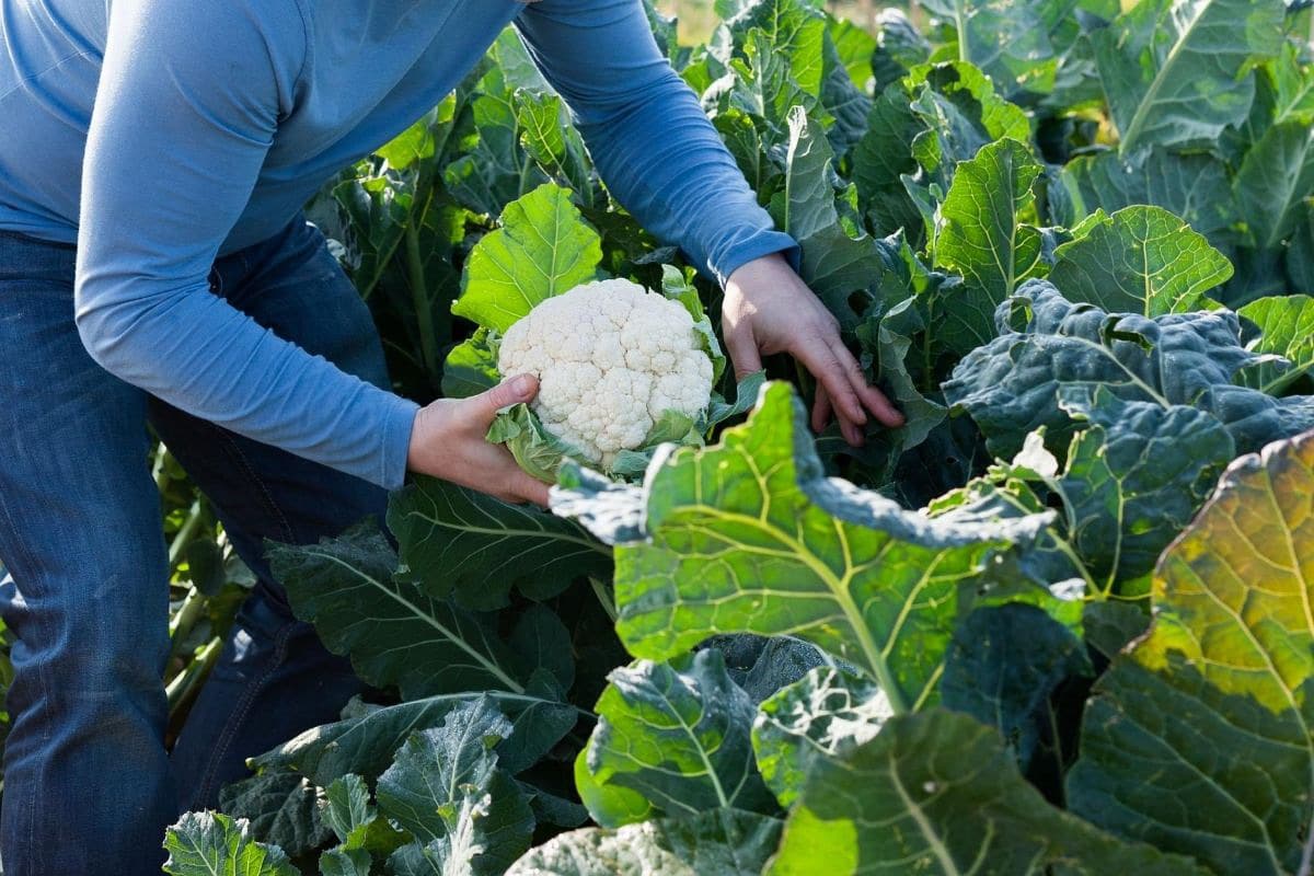 Blumenkohl ernten