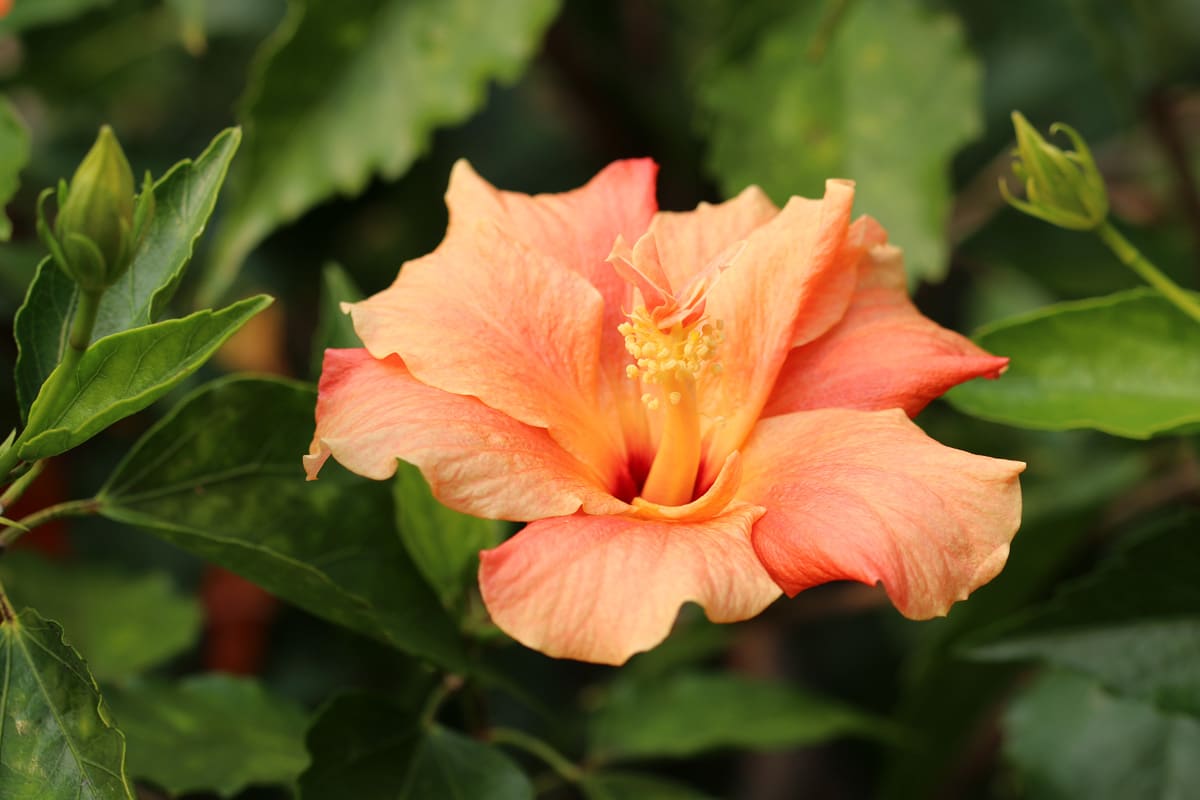 Hibiskus, Chinesischer Roseneibisch