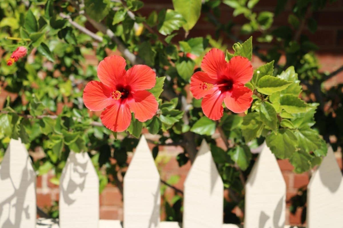 Hibiskus Standort