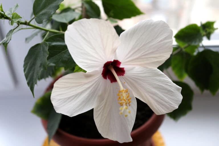 Hibiskus diesen Standort mag er am liebsten Gartenrat.de