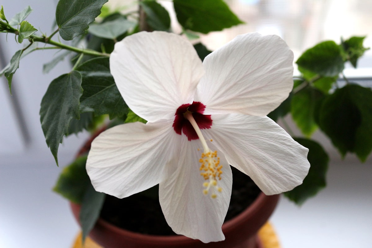 Hibiskus auf der Fensterbank