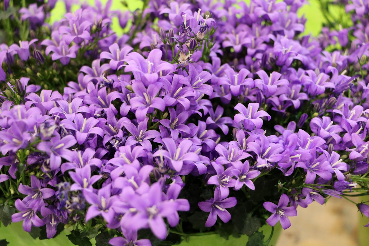 Dalmatiner Glockenblume, Campanula portenschlagiana