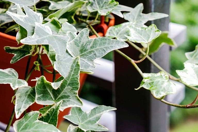 Kletterpflanzen für Zimmer 11 IndoorLieblinge Gartenrat.de