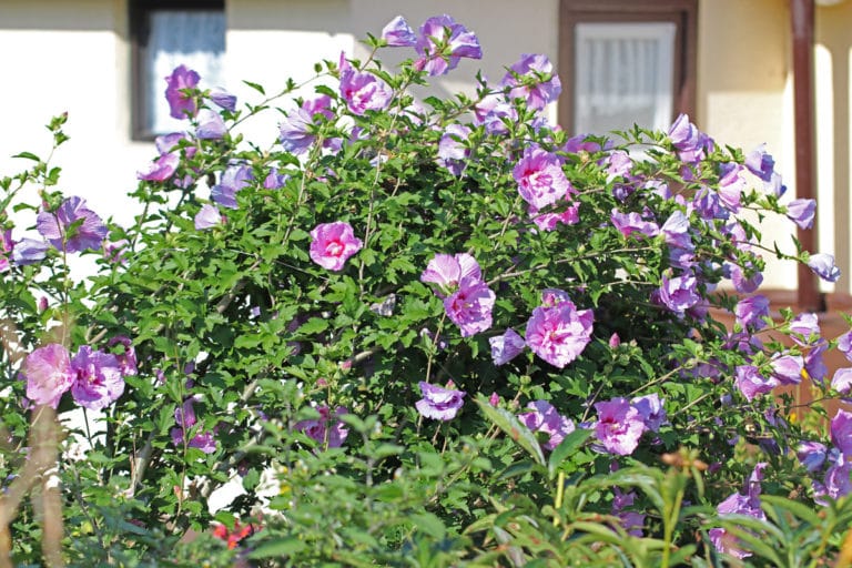 Wie schnell wächst Hibiskus? Wachstum pro Jahr Gartenrat.de