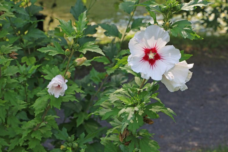Wie schnell wächst Hibiskus? Wachstum pro Jahr Gartenrat.de