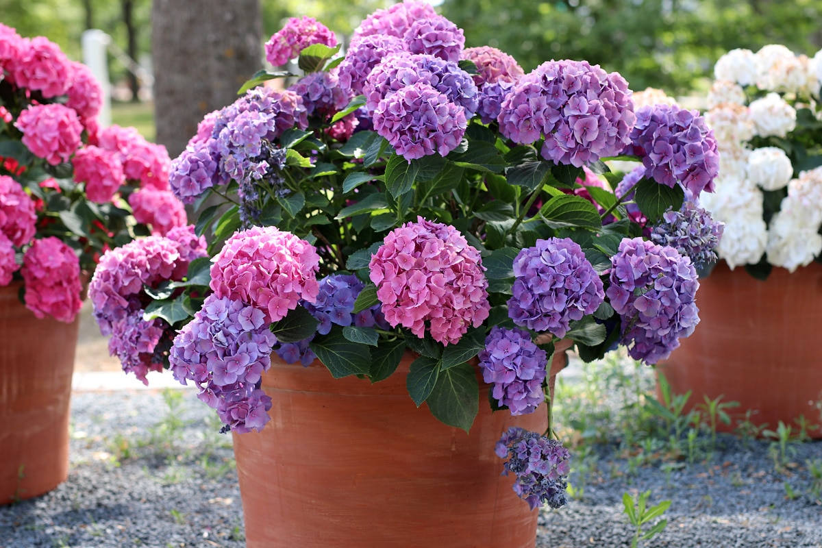 Hortensie im Kübel