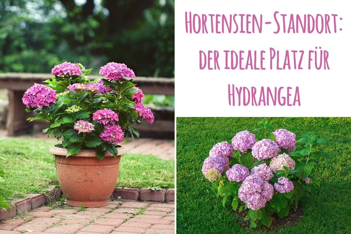 Hortensie Standort