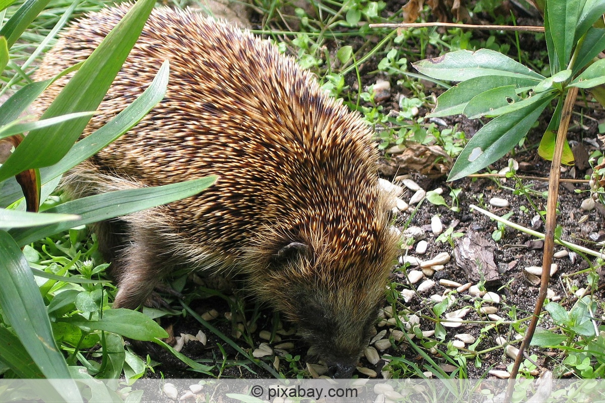 Igel im Garten