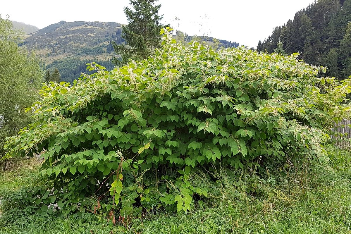 Japanischer Staudenknöterich, Fallopia japonica