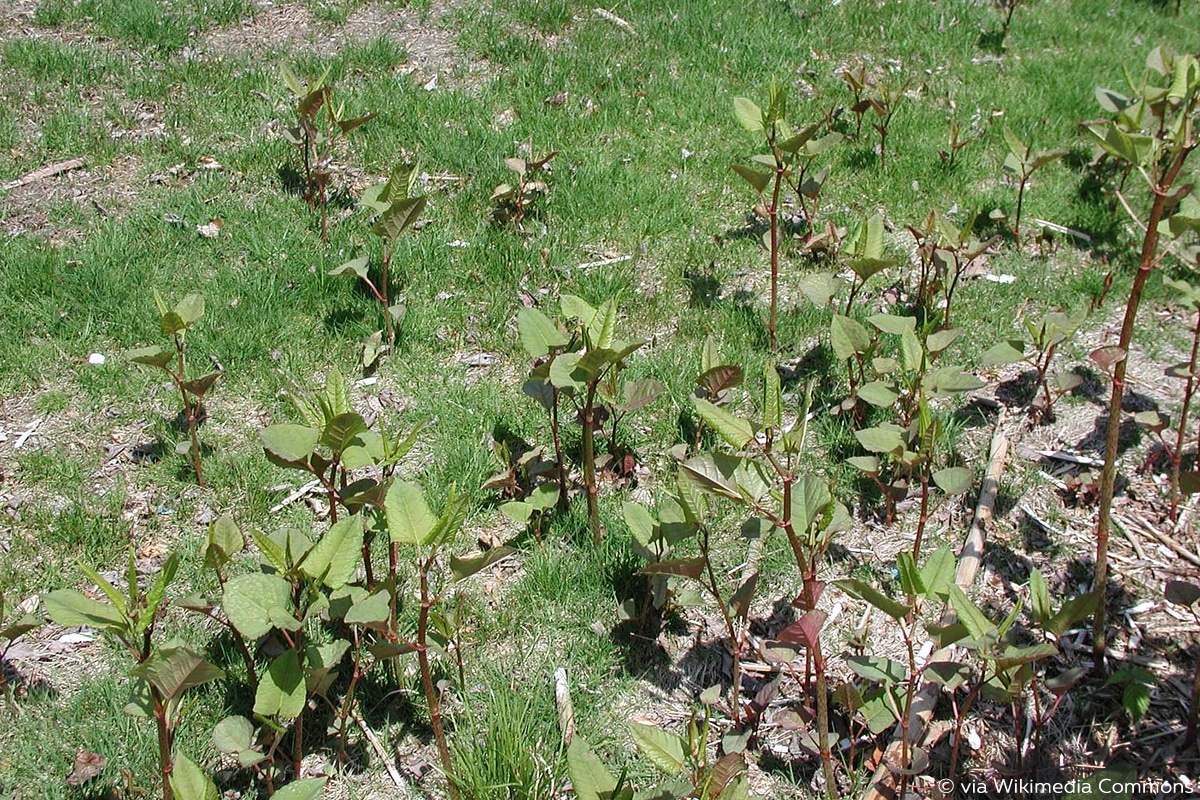 Japanische Staudenknöterich, Fallopia japonica