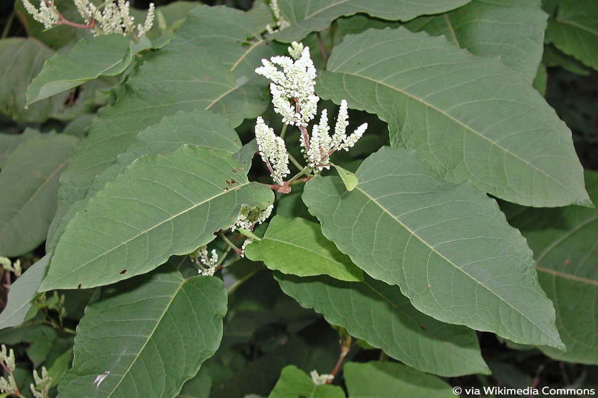 Japanische Staudenknöterich, Fallopia japonica