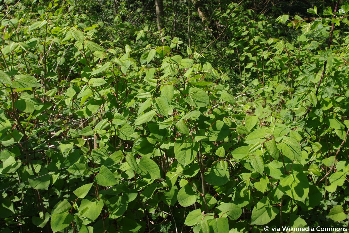 Fallopia japonica