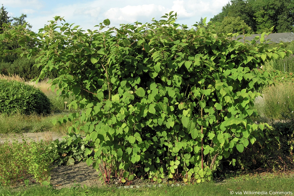 Knöterich, Japanischer Staudenknöterich, Fallopia japonica