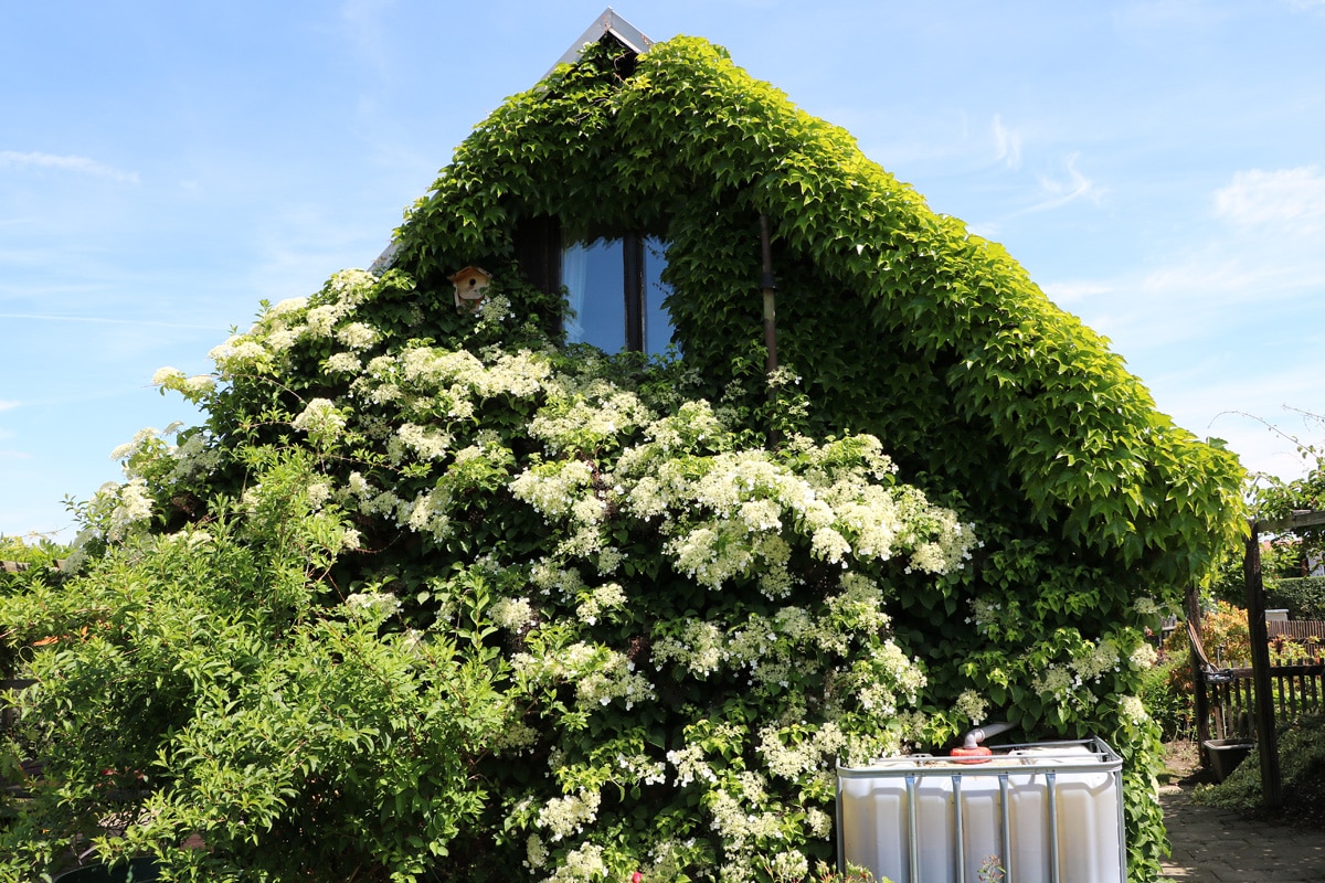 Kletter-Hortensie (Hydrangea petiolaris)