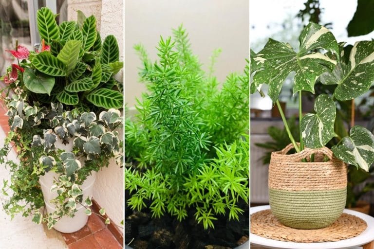 Kletterpflanzen für Zimmer 11 IndoorLieblinge Gartenrat.de