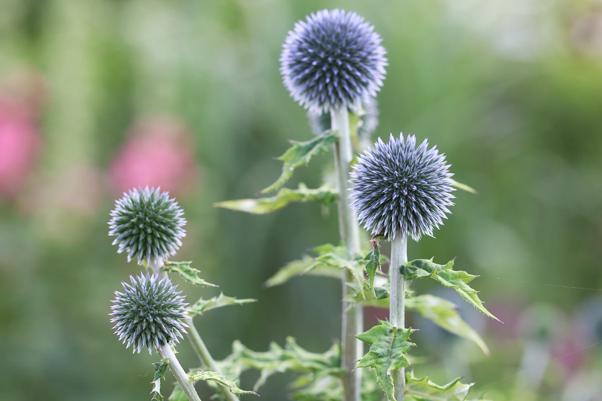 Kugeldistel (Echinops)