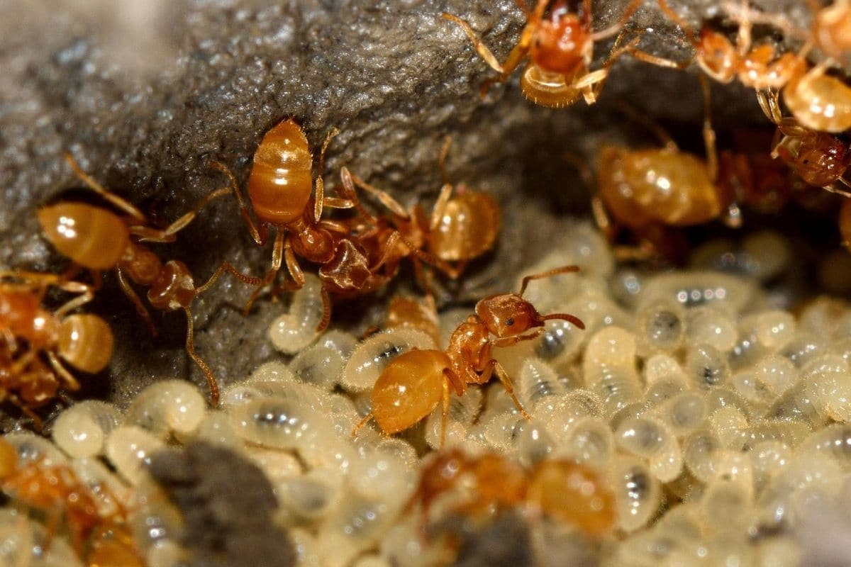 Gelbe Wegeameise, Lasius flavus