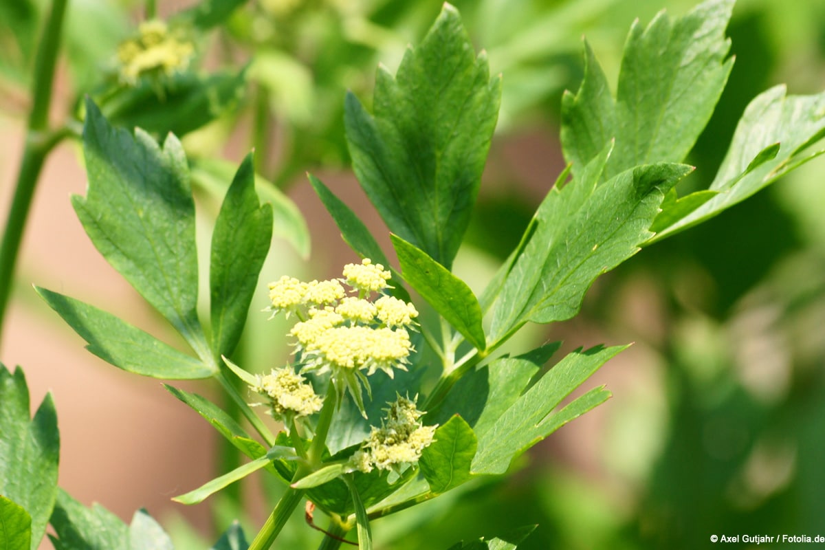 Liebstöckel Blüten