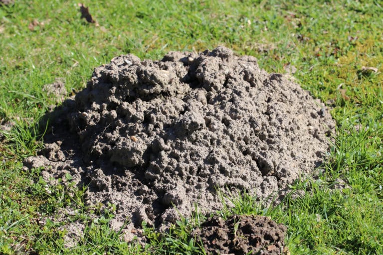 Wie sehen Löcher von Wühlmäusen aus? Gartenrat.de